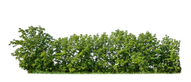 Фон белый с деревьями и кустами