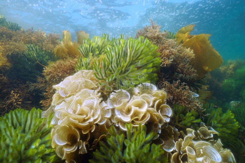 Бурые водоросли Средиземного моря
