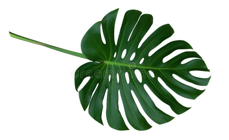 Зеленые лист завода monstera с черенок, тропической вечнозеленой лозой изолированной на белой предпосылке, пути клиппирования
