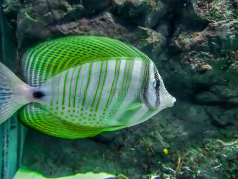 Зеленая Рыба Фото