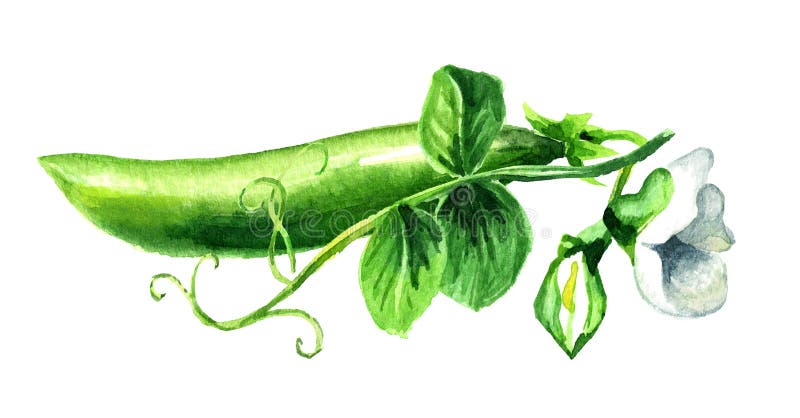 Горох акварель