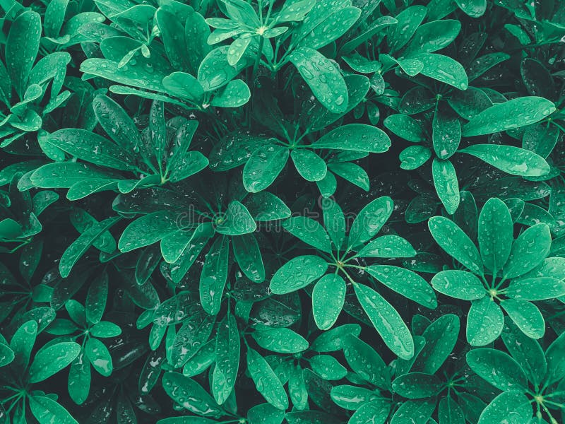 зеленый фон природного растения и листьев Стоковое Фото - изображение  насчитывающей ландшафт, трава: 226503412
