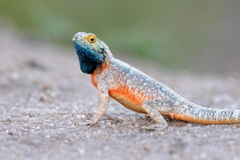 Агама колонистов. Агама колонистов фото. Яйца бородатой агамы на просвет. Anole Lionotus.