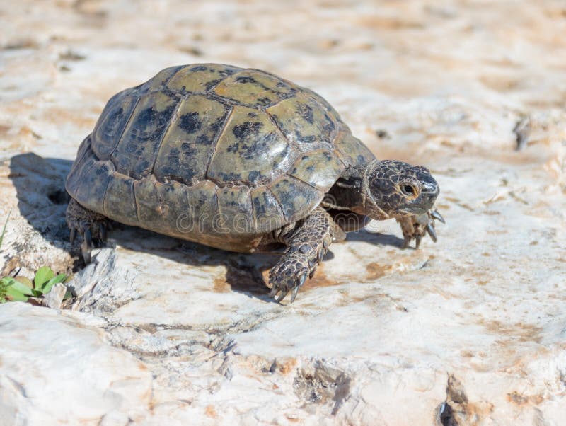 Черепаха ползет в 6 раз медленнее чем. Земляная черепашка насекомое. Turtle Crawling. Черепашка ползет в даль. Черепаха ползет по бетону.