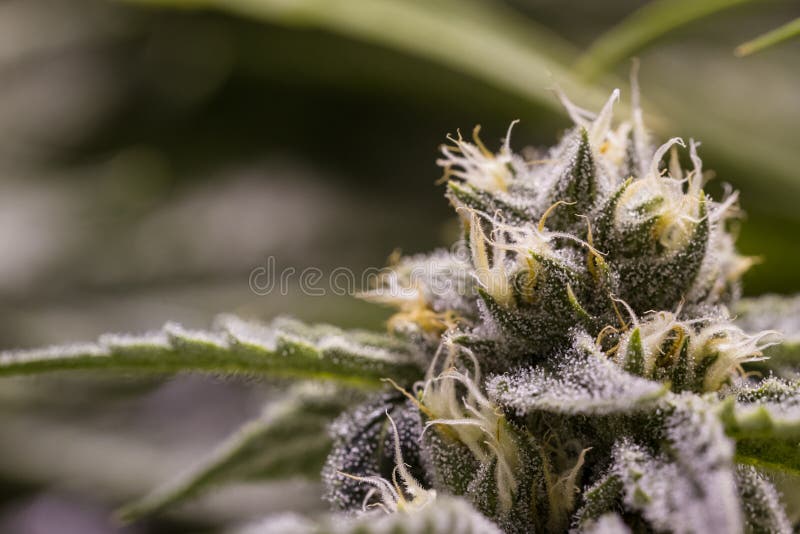 Фото головок марихуаны tor browser скачать бесплатно торрент gidra