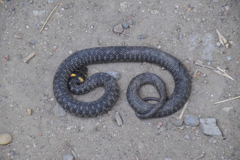 Змея в траве ментовские. Black Snake Crawling. Сгоревшая,змея на траве лижет. Crawling along. Белая змея в траве случайное фото.