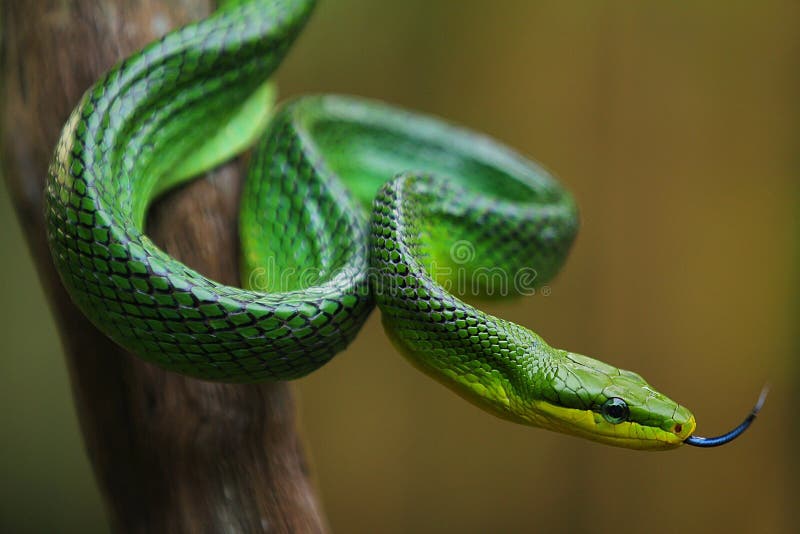 Анаконда рисунок. Snake that a. Черный аспид змея. Соболь и змея. Намибийская песчаная змея.