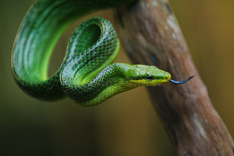 Xenochrophis piscator. Ядовитые змеи и их названия. Фото змей с их названием. Тигровый полоз. Калифорнийский подвязочный уж.