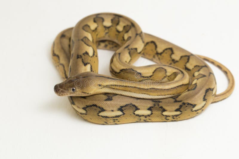 Обезьяна тигр змея. Интернационале змеи. Python Snake White background.