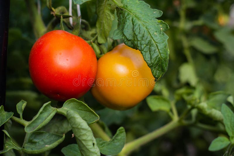 Помидоры земледелец. Помидор помидор огородный светофор. Tomato ripe and not ripe.