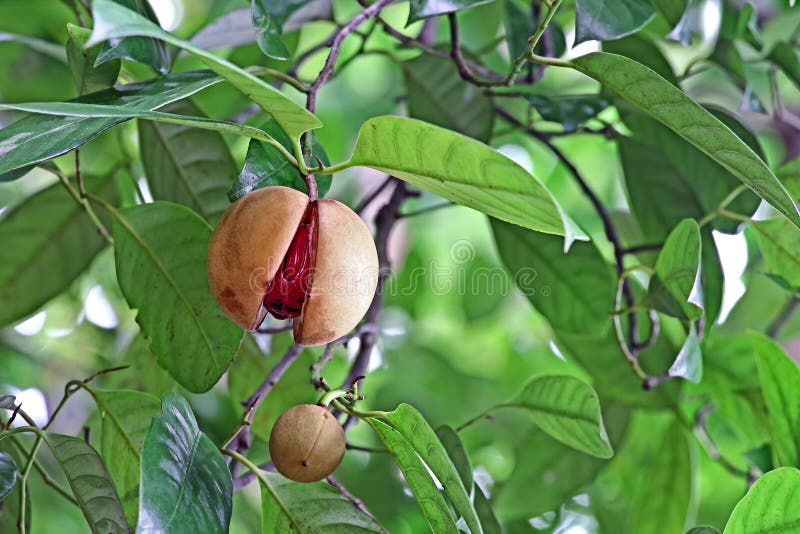 Indian Walnut or Cashew Roasted Brown with a Beautiful Pattern of the Peel. Frui