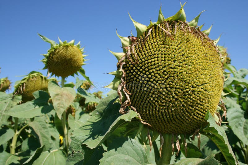 Mature Sunflower Photo Image