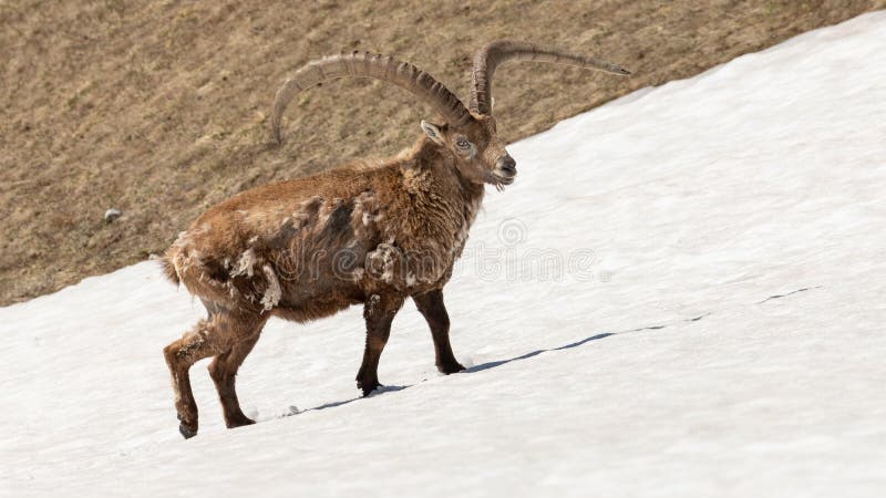 Ибекс, бегущие по снегу, Гранд-Веймонт, Веркор, Франция Стоковое Фото -  изображение насчитывающей фауна, ландшафт: 164799684