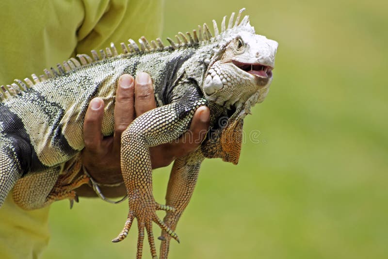 Мужчина ящерица. Green Iguana 2 Metres.