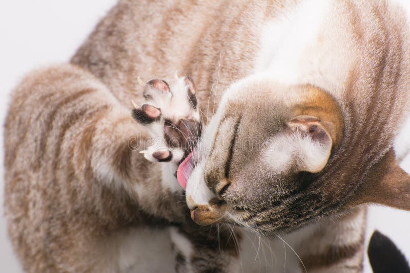 Слизал с живота. Кот лижет. Фото кот лижет. Кот лижет кота. Котики облизывают друг друга.