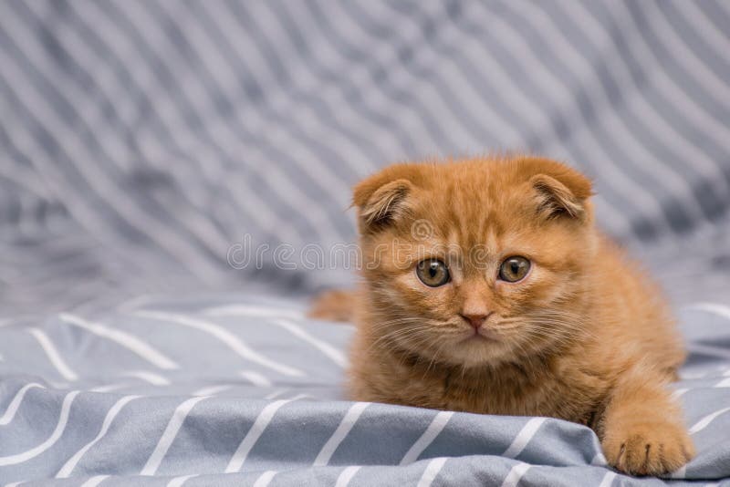 Вислоухие котята рыжие