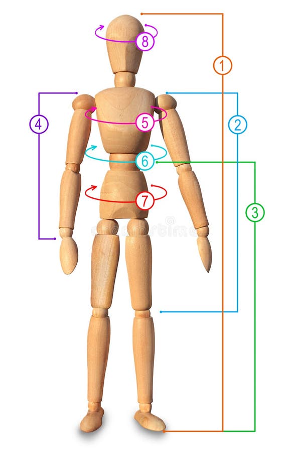 Антропометрические измерения тела человека. Измерение тела человека приложение. Измерение обхватов тела. Методы измерения тела человека. Обмеры тела.