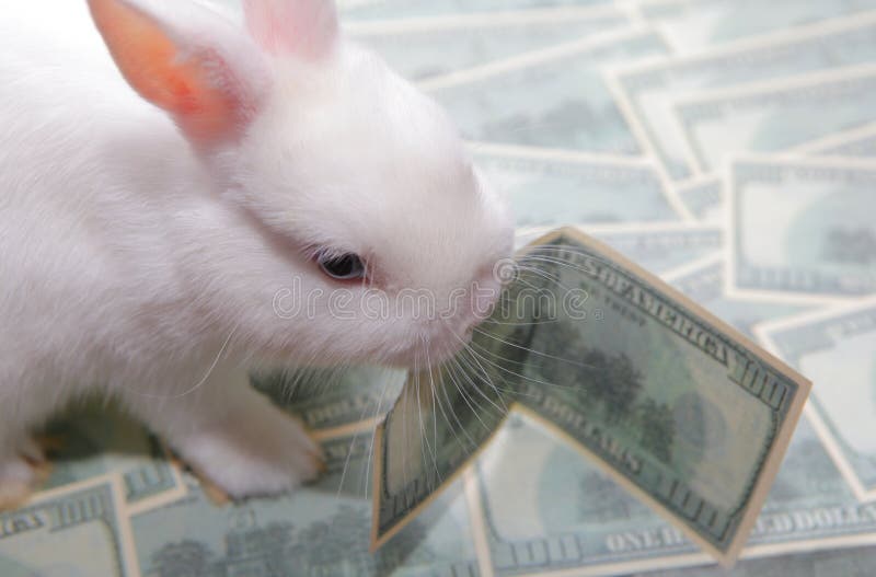 Money bunny. Денежный кролик. Заяц с деньгами. Заяц Bunny деньги. Кролик на купюре.