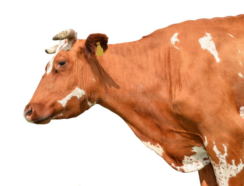 Год красной коровы. Изолировать коров. Заворачивает голову вверх корова. Портрет коровы фото без фона для выкройки.