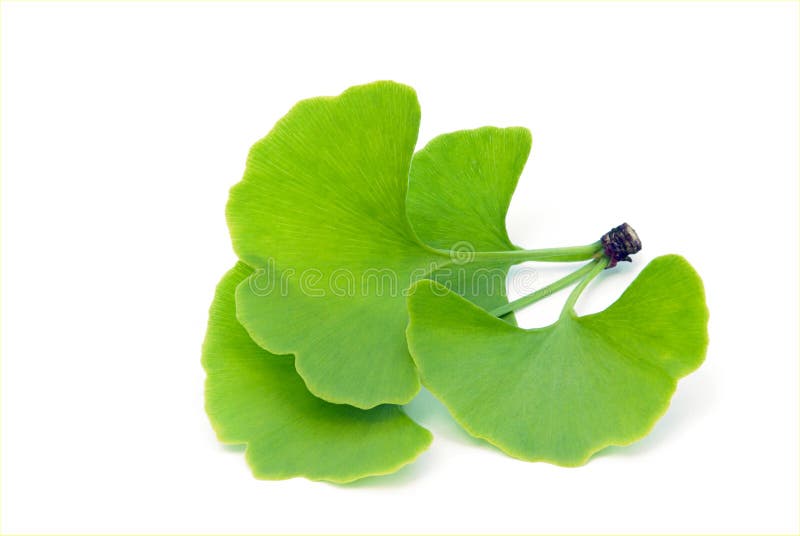 Изолированные листья Ginkgo