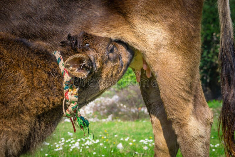 Мармарис корова