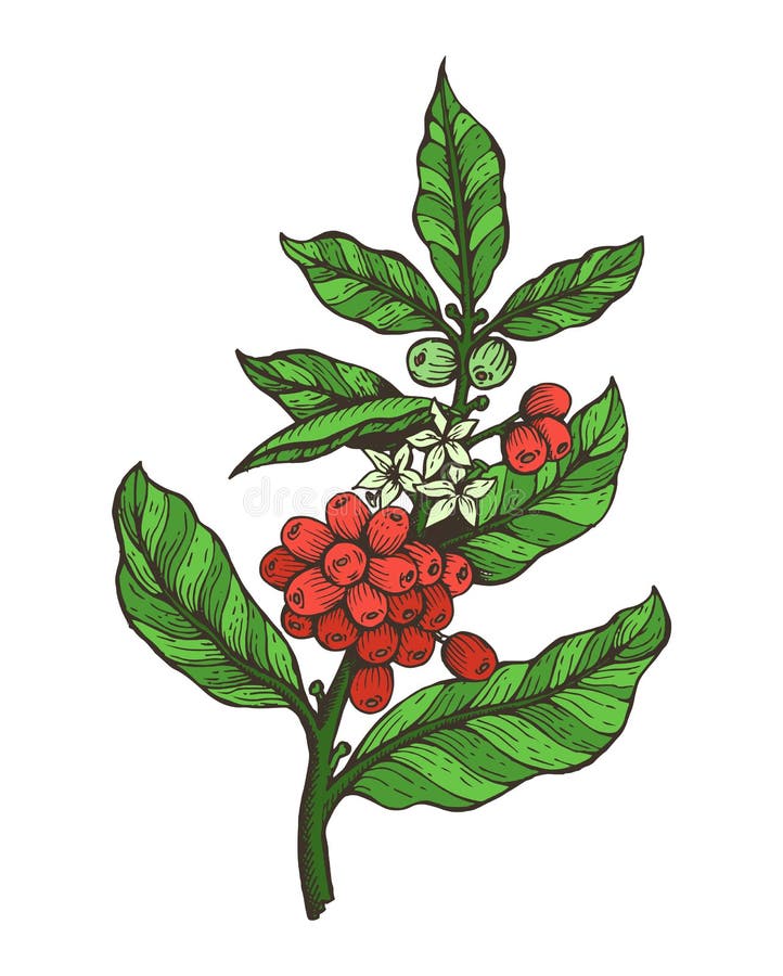 Ветка кофейного дерева