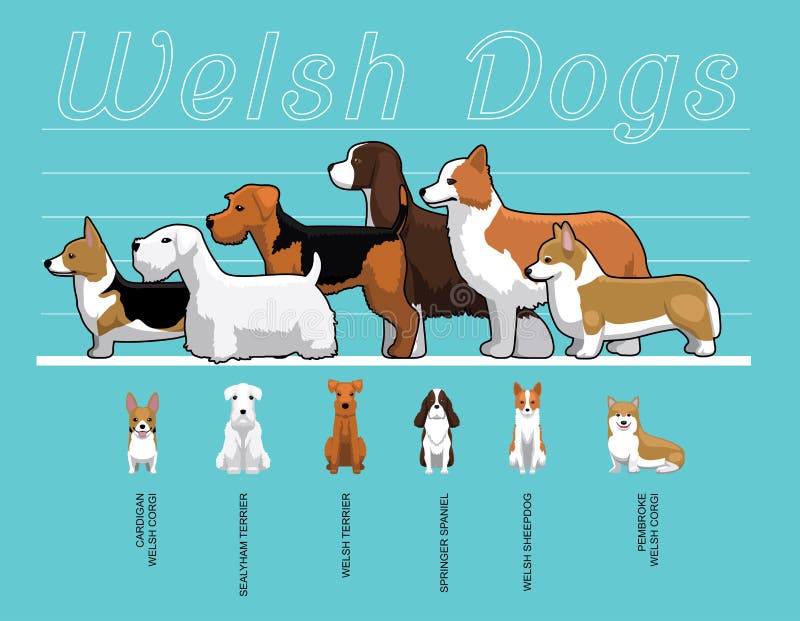 Иллюстрация вектора шаржа сравнения размера собак Welsh установленная  Иллюстрация вектора - иллюстрации насчитывающей пембрук, сравнение:  105825897