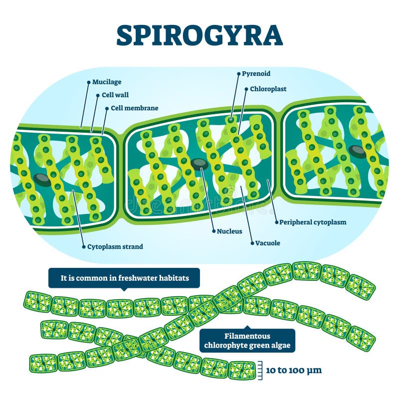 Иллюстрация вектора Spirogyra Назначенные образовательные зеленые водоросли...