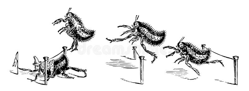 Гоночные блохи 5. Мусоргский блоха. Блохами ctenocephalides felis кошка. Гоночные блохи 5. Гоночные блохи 5.