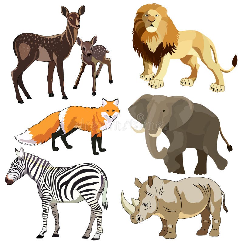 Тигр лев жираф слон. Львы тигры зебры Жираф. Слон, носорог, Жираф, Зебра, Лев, верблю. Слон носорог Лев Жираф. Животные иллюстрации детские Зебра тигр Лев.