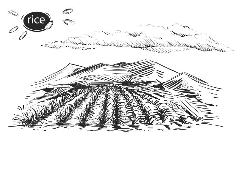 Rice Field Graphic Black White Landscape Sketch Illustration Vector  Иллюстрация вектора - иллюстрации насчитывающей каракули, буш: 160435037