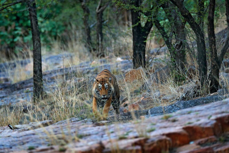 Wildlife in danger. Тигр в лесу Индии. Фон среда обитания для тигра.