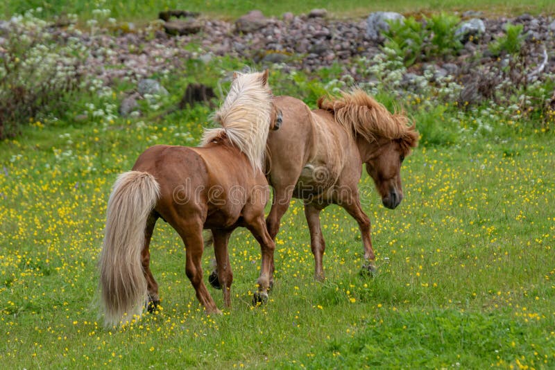 Pony Matting. Horse mating girl.