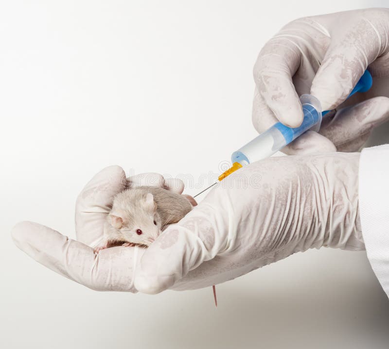 Испытание вакцин на животных. Забор крови у грызунов. Забор крови у лабораторных мышей.