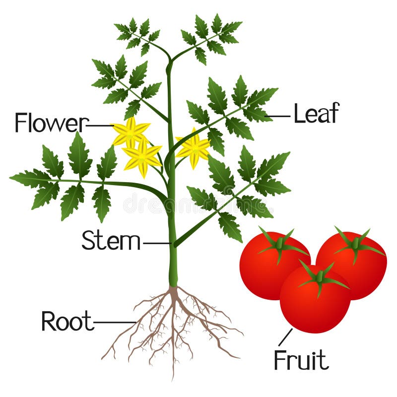 На рисунке изображен томат в разный период. Части растения помидор. Части растения томат. Строение томата. Строение помидора растение.