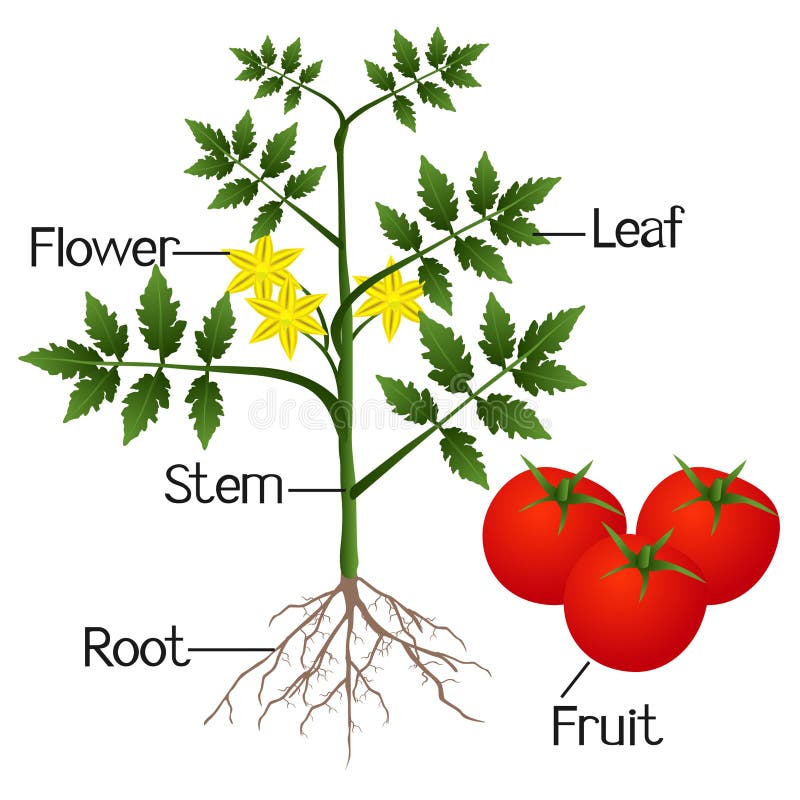 На рисунке изображен томат в разный период