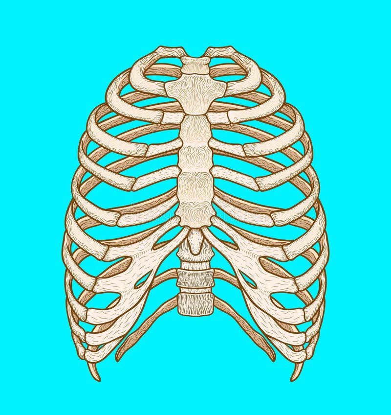 Грудная клетка рисунок