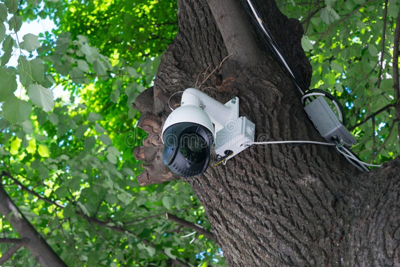 Видео скрытой камерой природ. Видеокамера на дереве. Камера видеонаблюдения на дереве. Маскировка видеокамеры. Маскировка камеры видеонаблюдения.