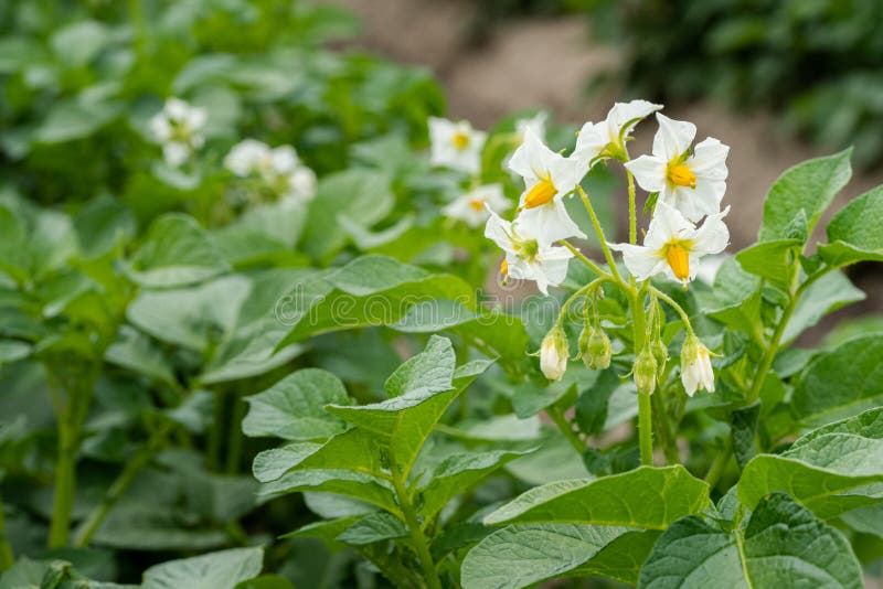 Картофель на солнечном свете. Цветок картофеля фото. Month horse flower potato book. Каких животных можно встретить на картофельном поле. Цветущий картофель.
