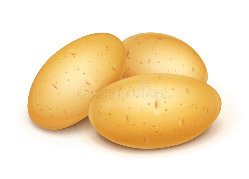 Вектор картофель характеристика