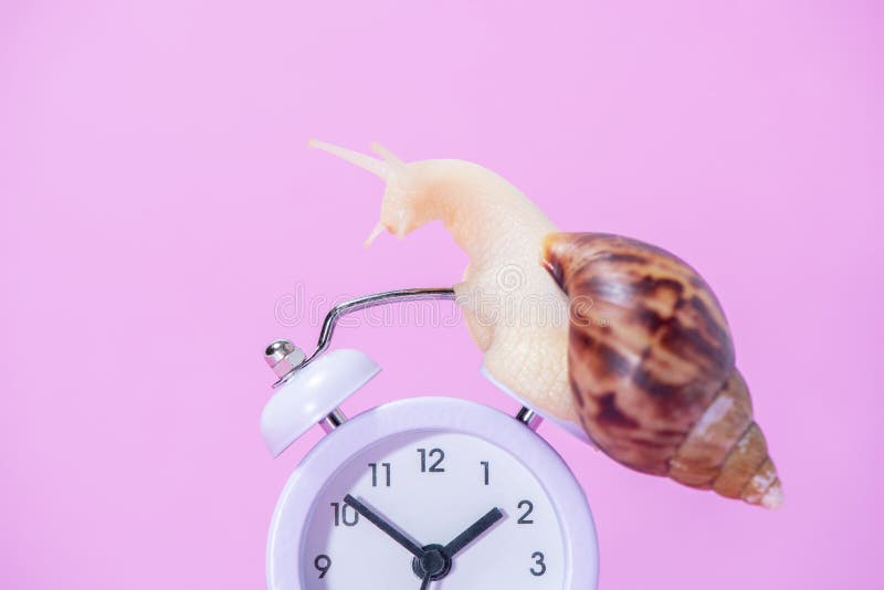 Сколько скорость улитки. Clock with Snail.