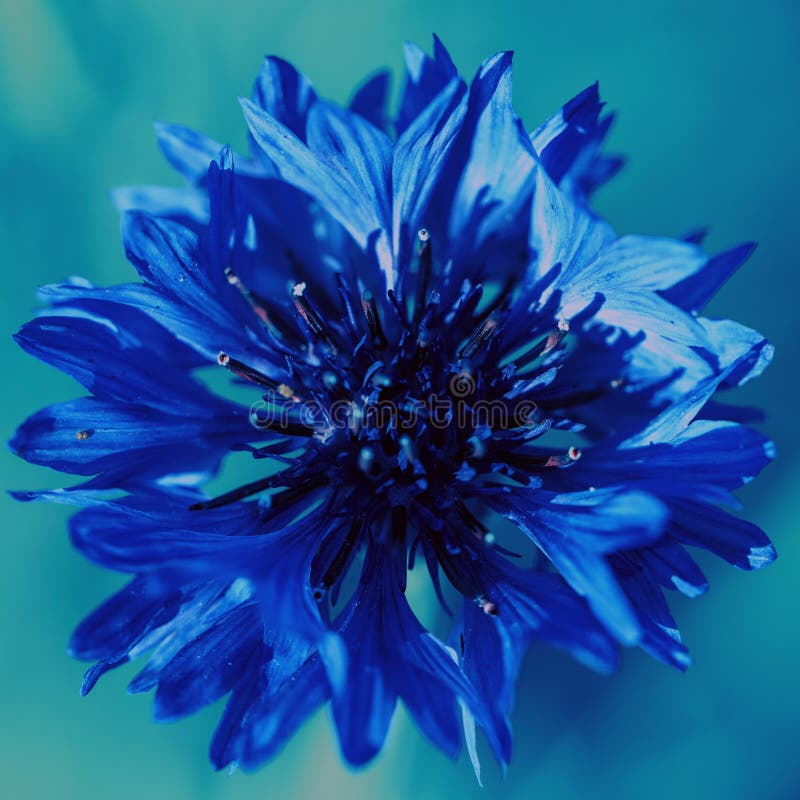 Cornflower Blue С†РІРµС‚