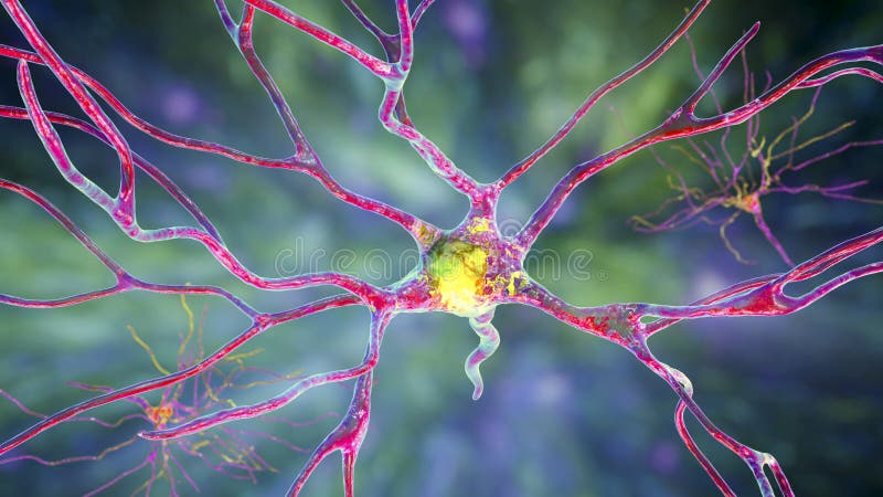 Клетки головного мозга расположение клеток Neurology Newsletters