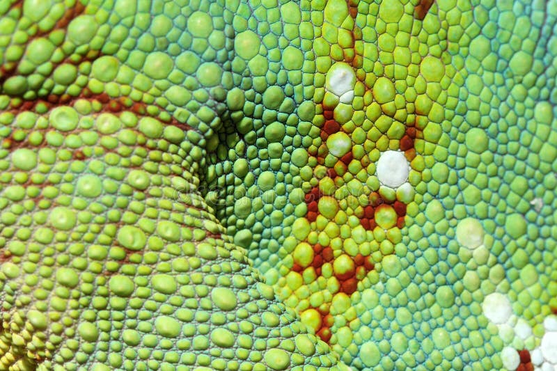 Кожа хамелеона. Хроматофоры хамелеона. Клетки кожи хамелеона. Кожа хамелеона под микроскопом.