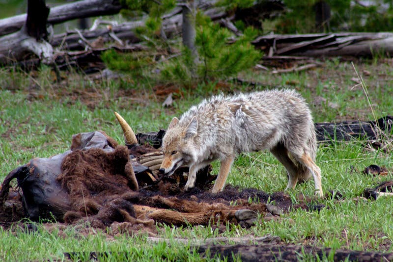 Загнанный зверь 10. Койот в Йеллоустонском национальном парке.