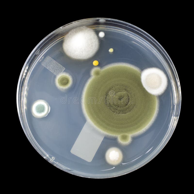 Колонии грибов в чашке петри