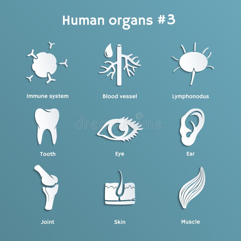 Lymphonodus. Значки органов человека и систем. Системы органов значки. Steaky Organs icons.