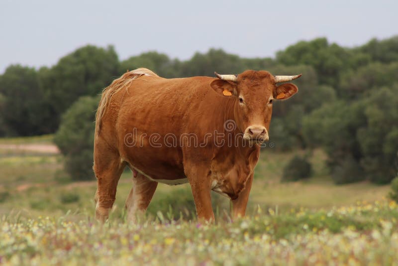 Корова в болоте. Болотная корова.