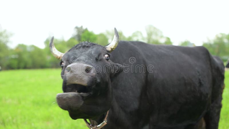 Корова лижет и зевает смешно сток-видео - Видео насчитывающей съешьте,  земля: 185972537