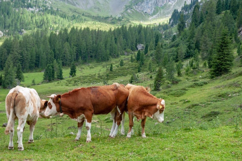 Швейцарские коровы в Альпах раскраска